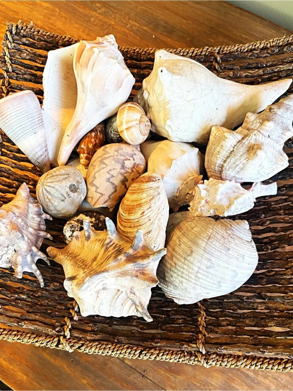 Natural Seashell Collection - Neutral & Cream Tones